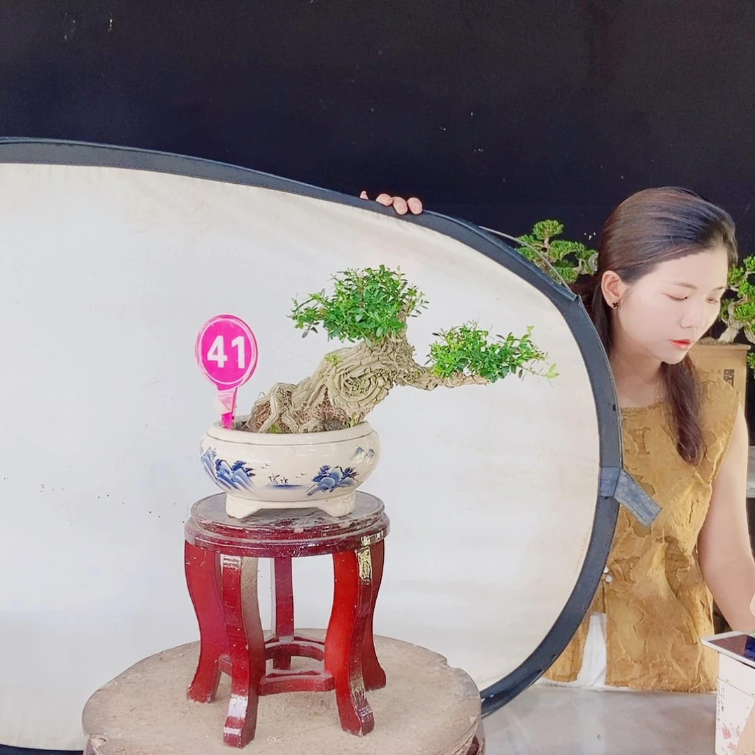 经***生无花朵广东小叶黄杨掌中宝