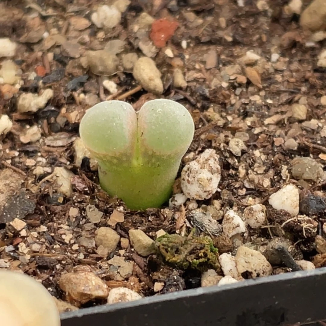 4-96风铃b23多肉植物