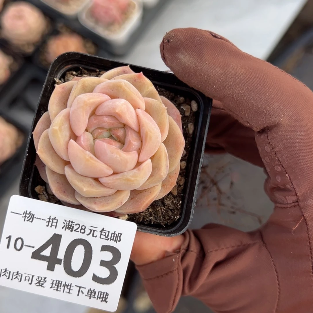 良辰多多肉多肉多肉，