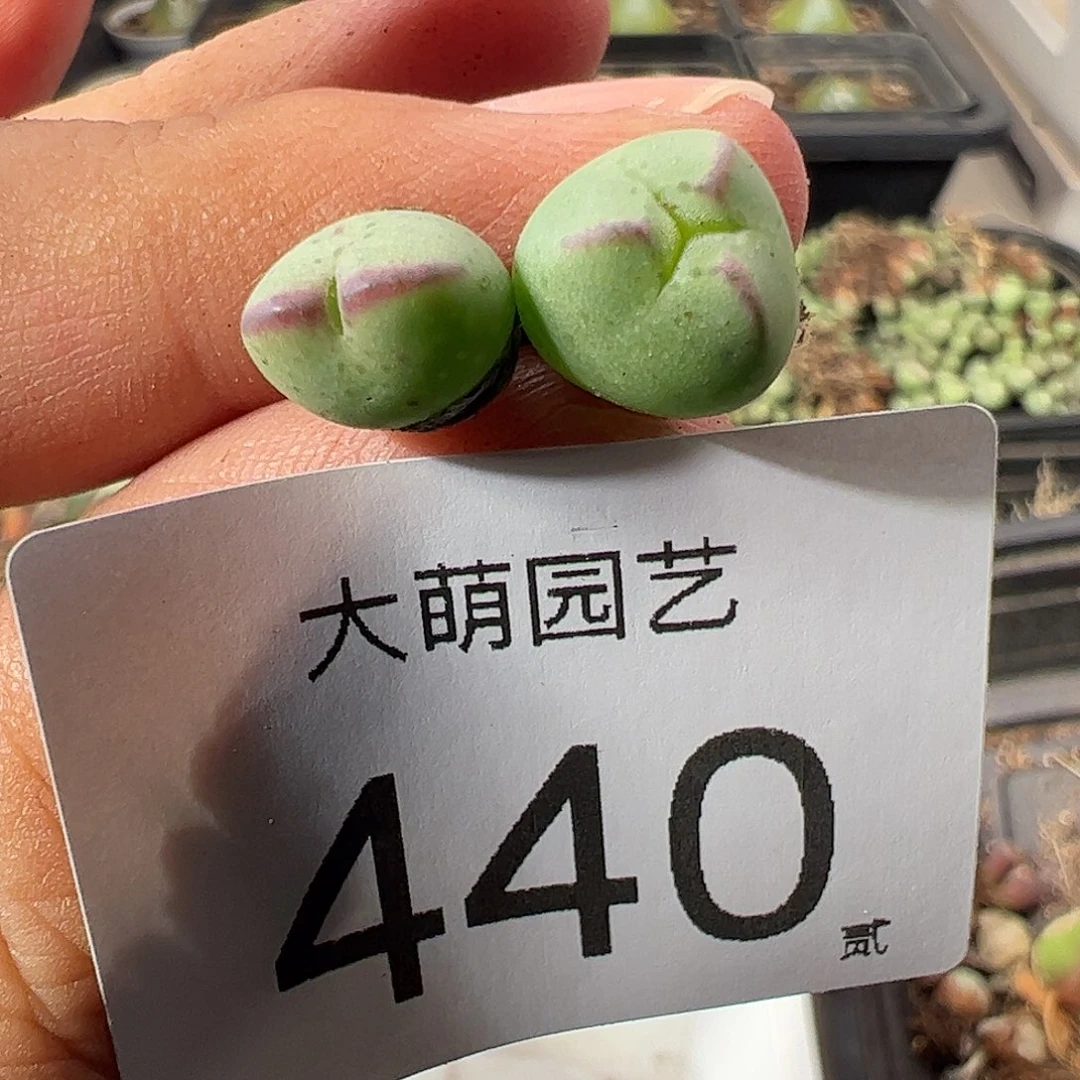 一物一拍正版1414.71皮卡丘。 440