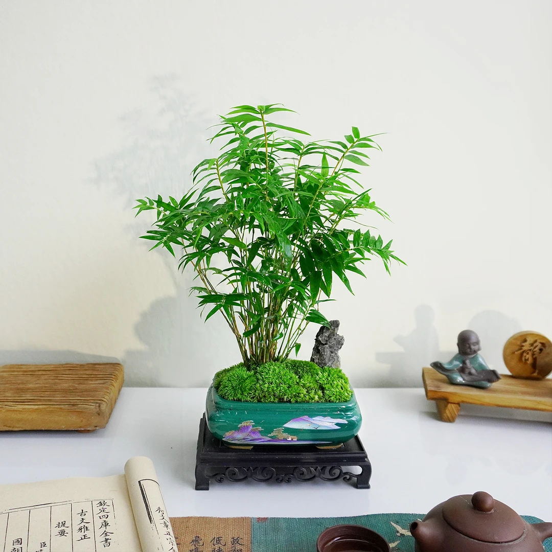 [矮化小叶米竹/新品种叶片翠绿]手绘山水画陶瓷盆室内盆景