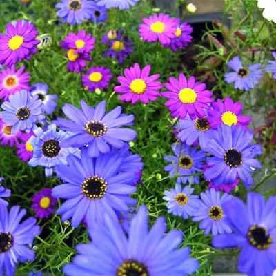 高质放青松绿植五彩菊花籽四季易种露天花海盆栽花卉阳台花坛混色