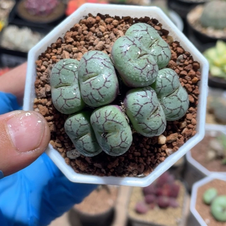 672青姬多头一盆