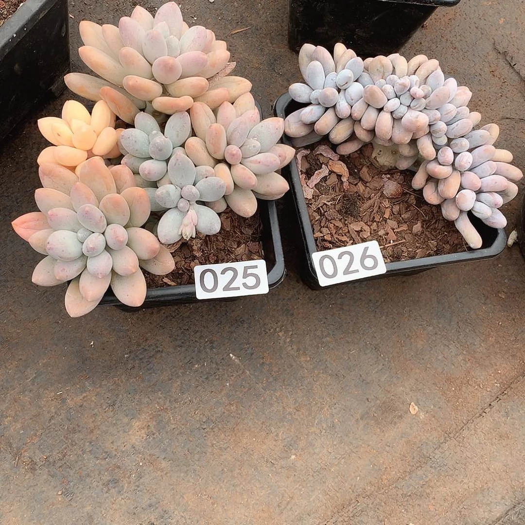 025-026两颗一物一拍多肉