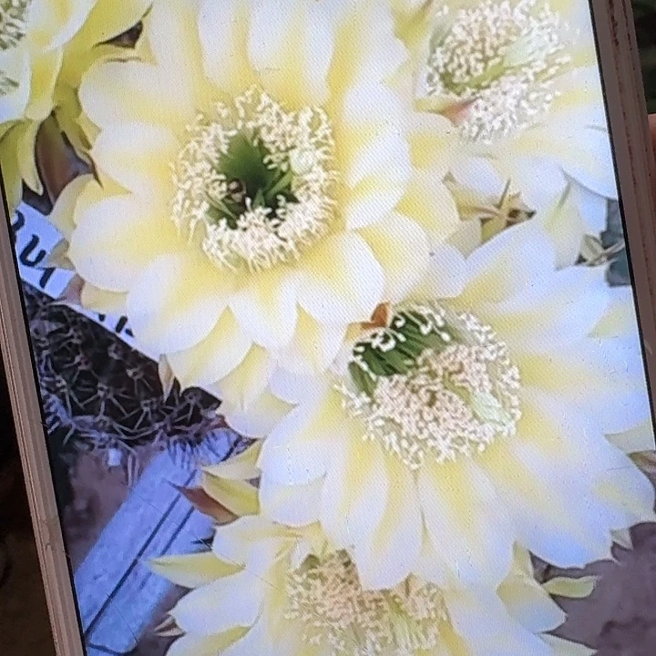 伊卡洛斯侧芽4公分左右彩草