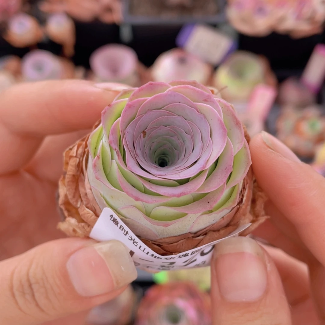 山地玫瑰童话气球J120