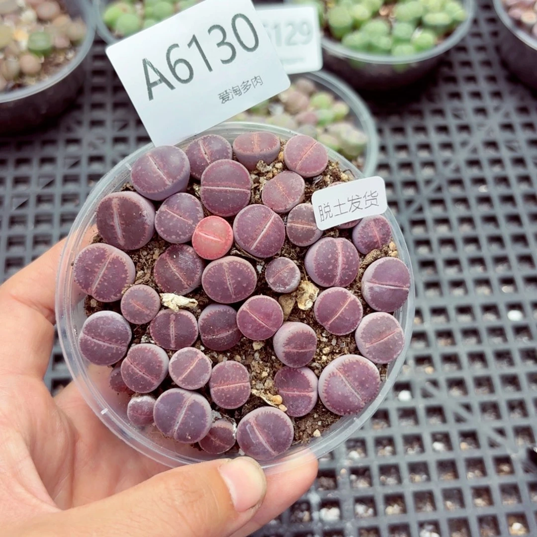 6130—生石花 生石花