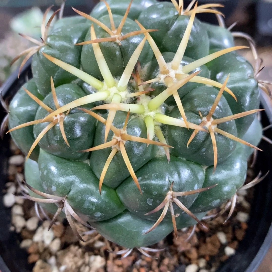 孤品实生完美品相粗刺大尤安仔象芽7.5cm