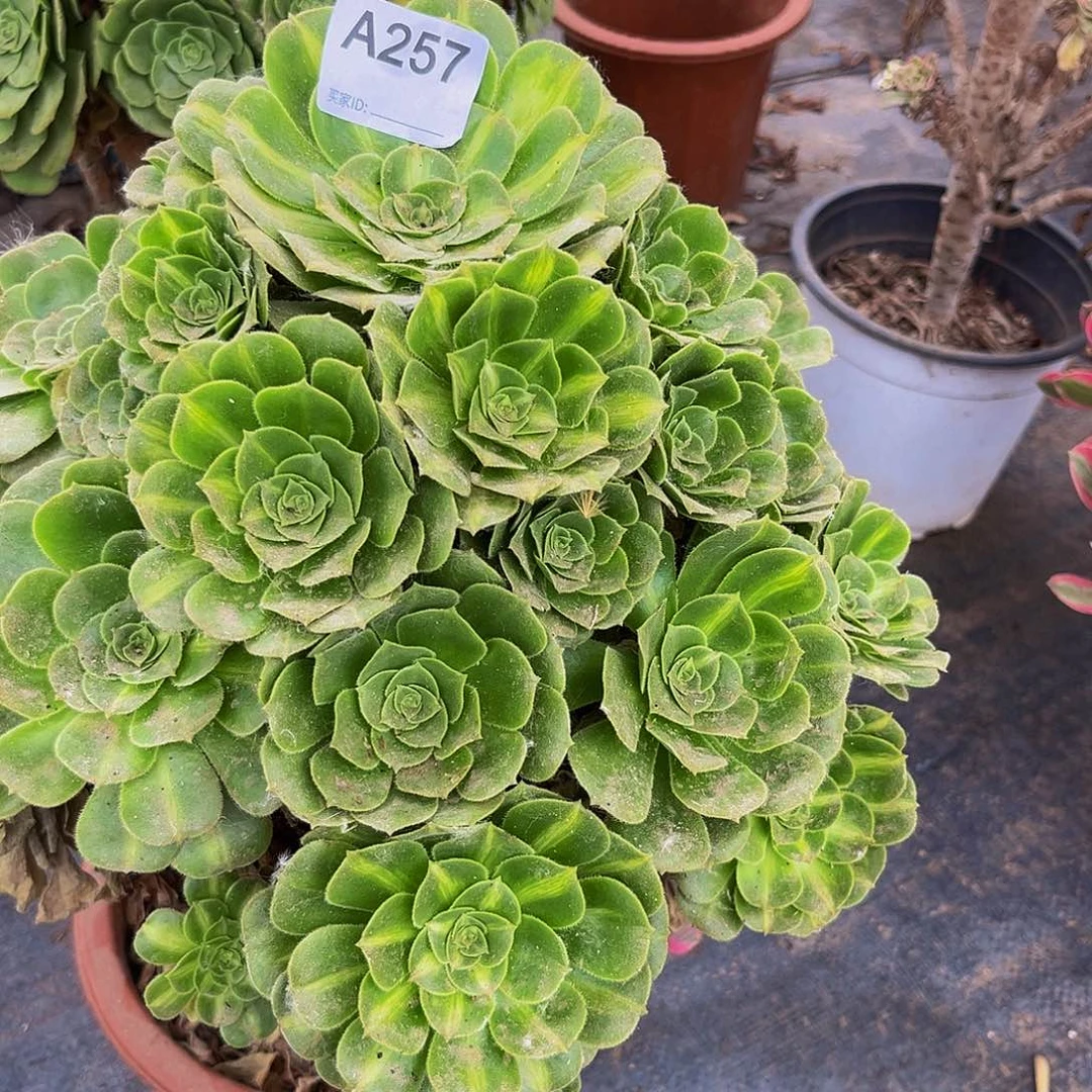 无花朵绿羊绒多肉植物257