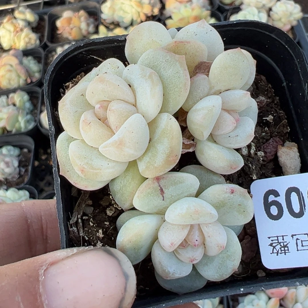 艾*尔小卡拉米糖心一物一拍13-9