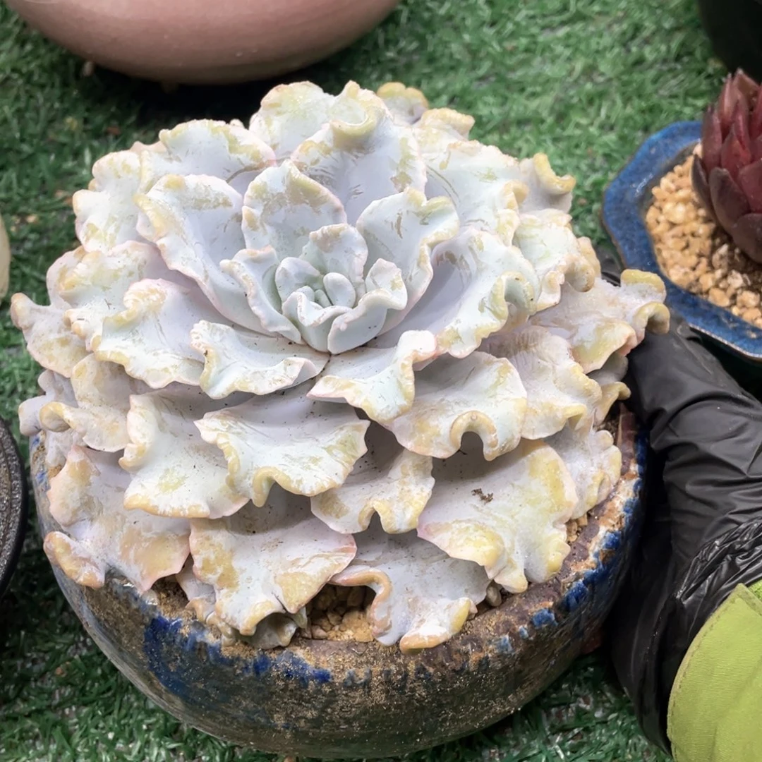 一物一拍28包邮非偏远