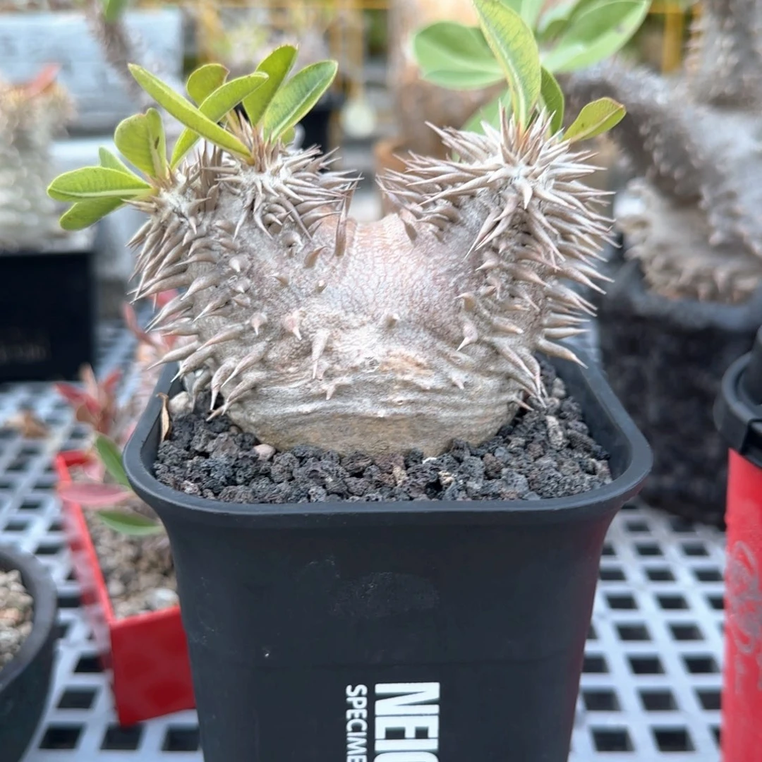 汤****不含盆惠比大黑一物一拍