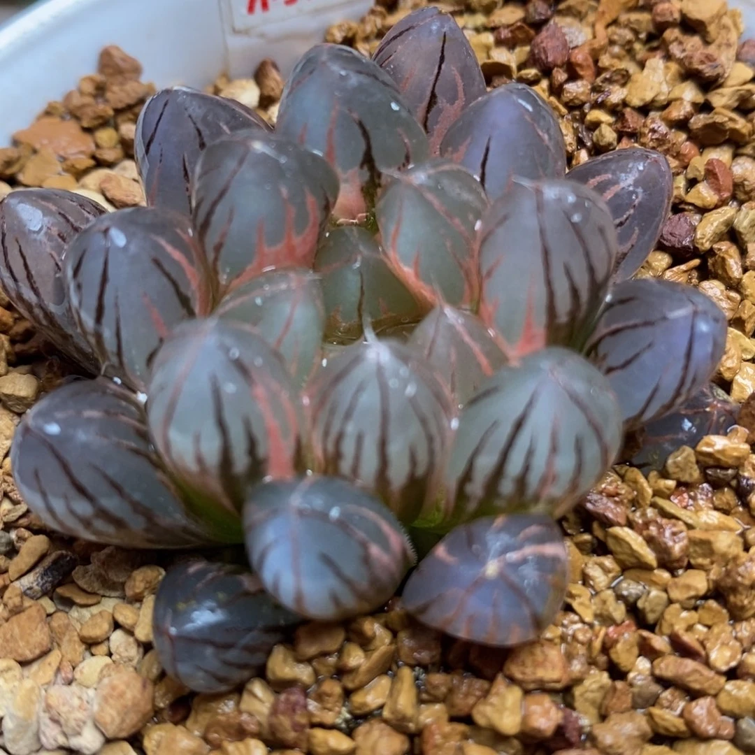 142霓虹灯玉露锦一物一拍