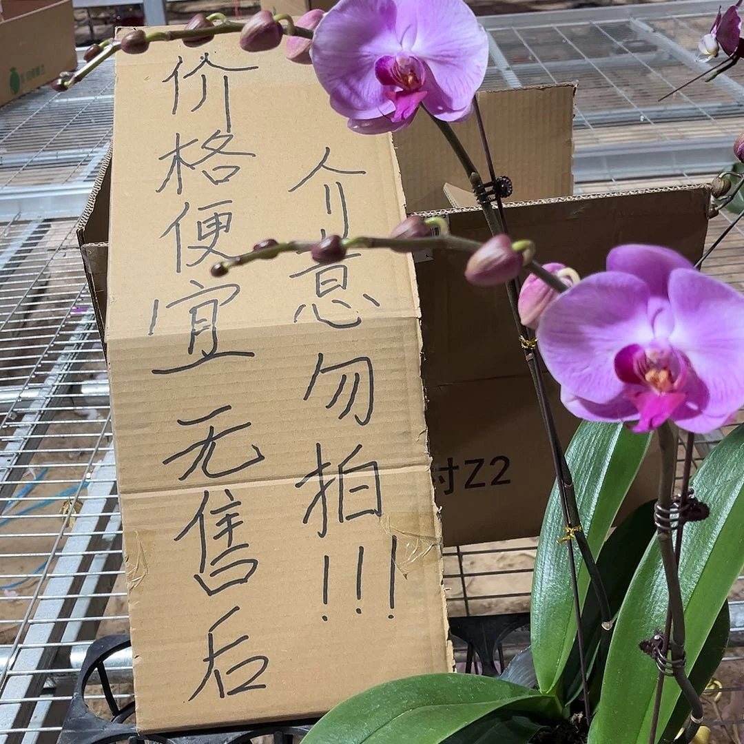 宇***妈完全开放蝴蝶兰2个 不售后 送暖贴1片