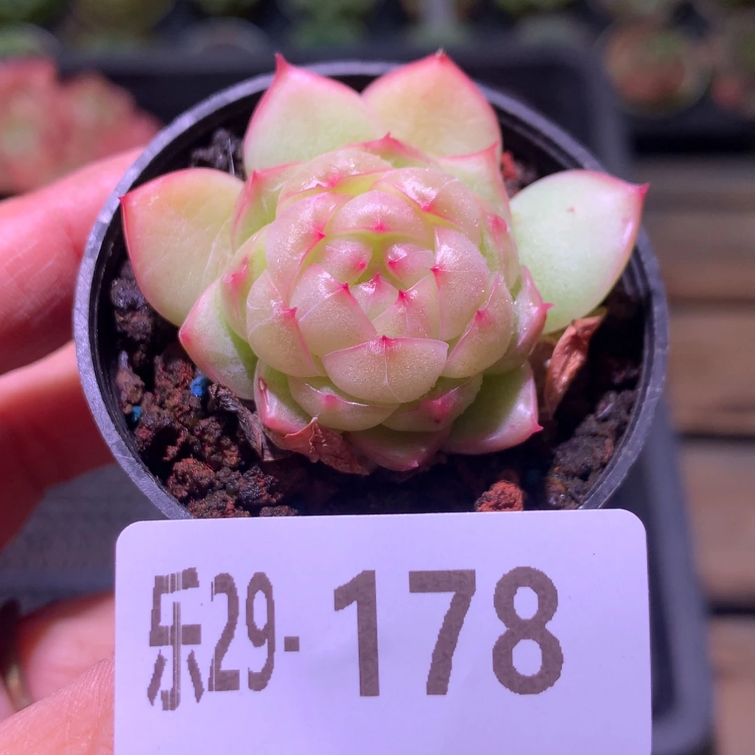 乐然29-178 新品