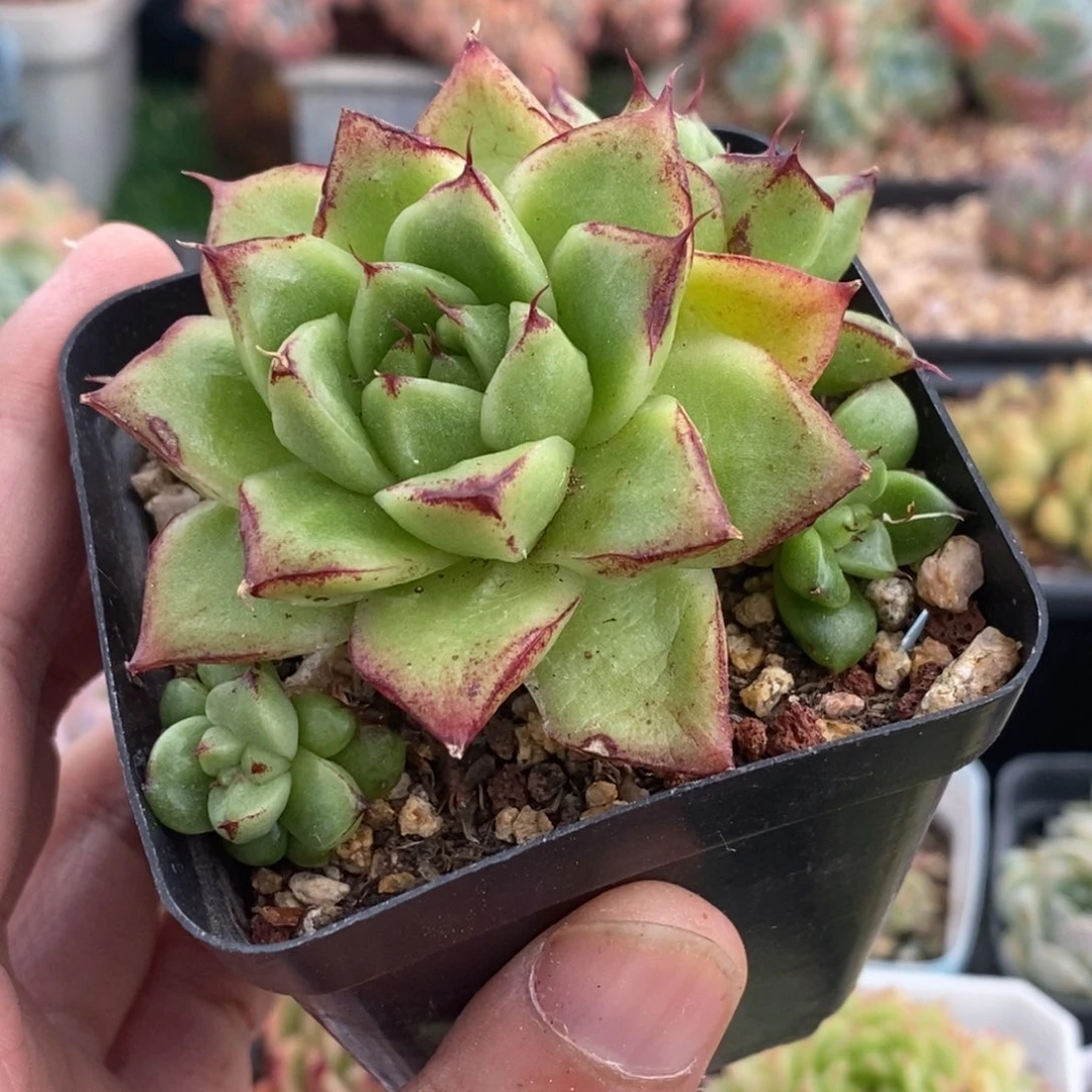 东云杂交精控小群一物一拍