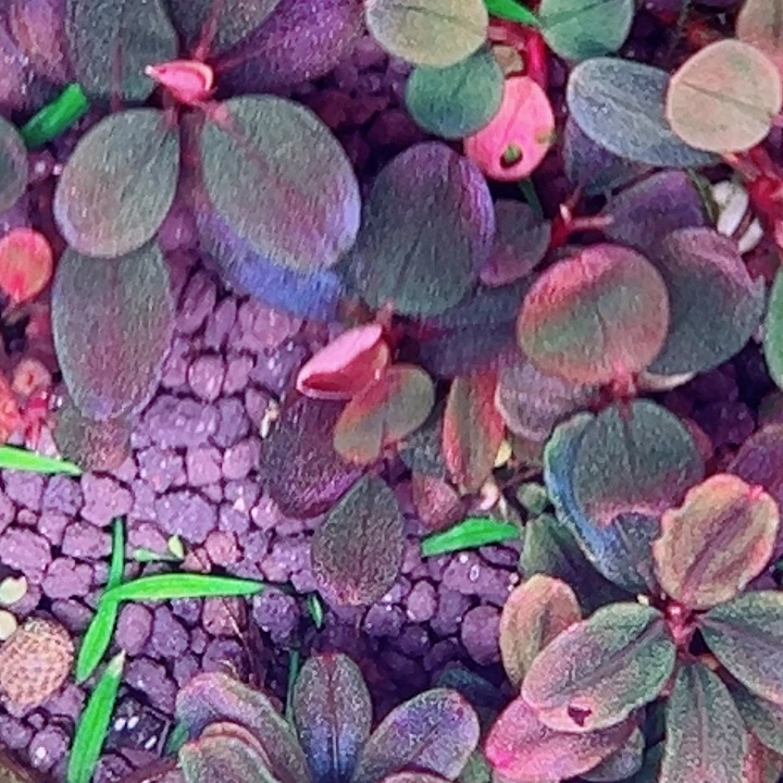 福利81号福利价植物一头（挚友）