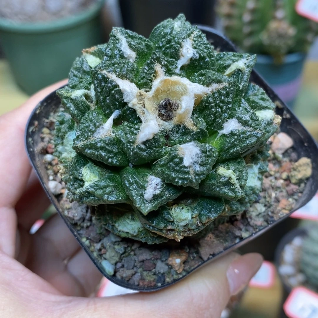 18号 自根小尤龟甲连山5.5公分带盆土
