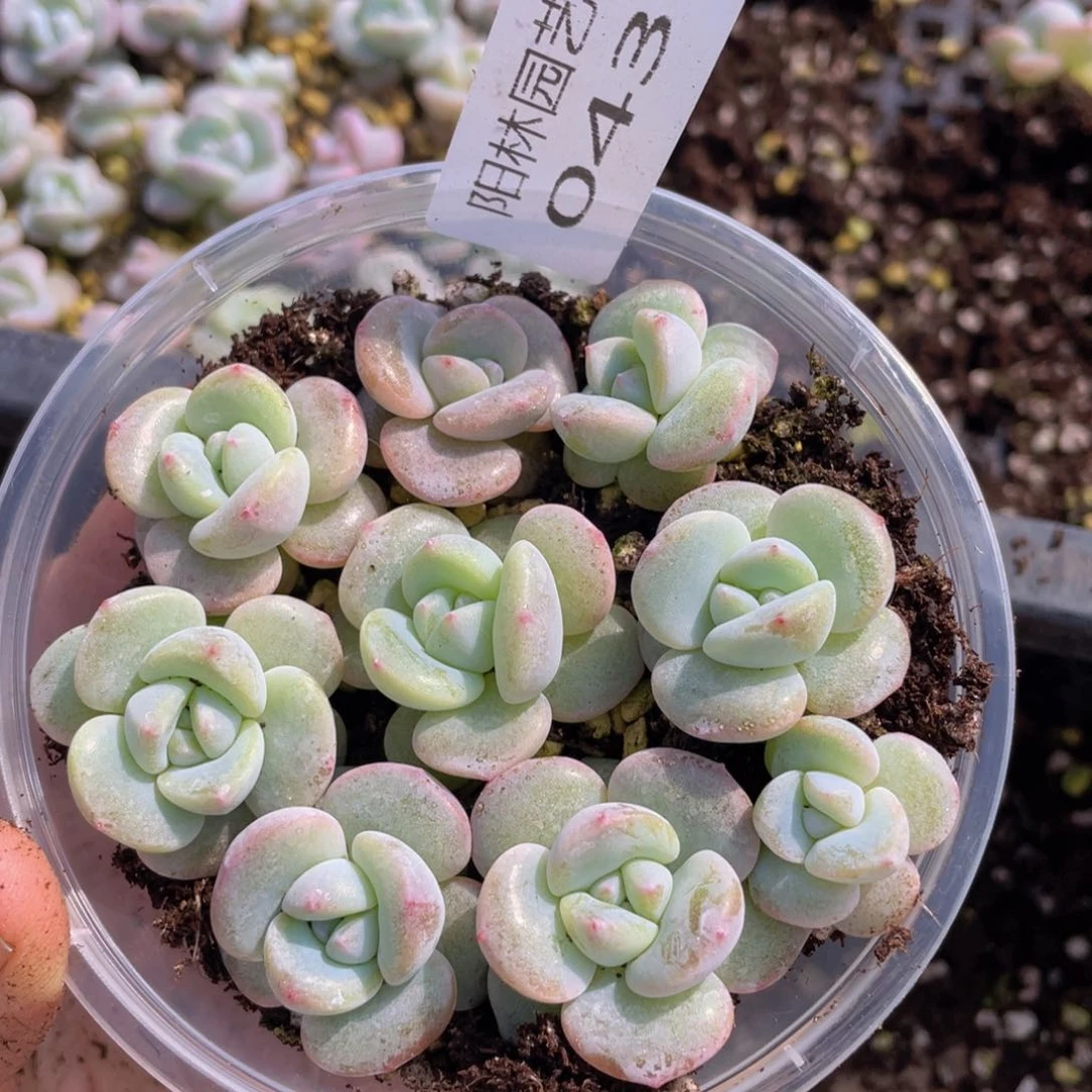 多肉植物多肉植物43