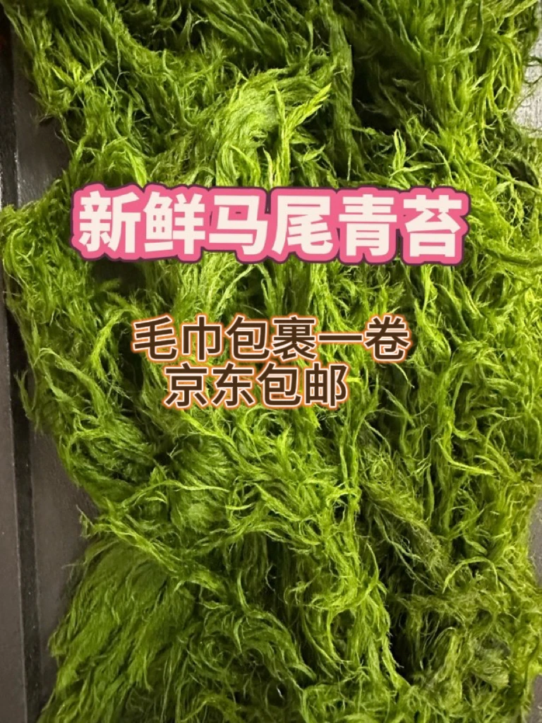 钓鱼青苔新鲜马尾青苔