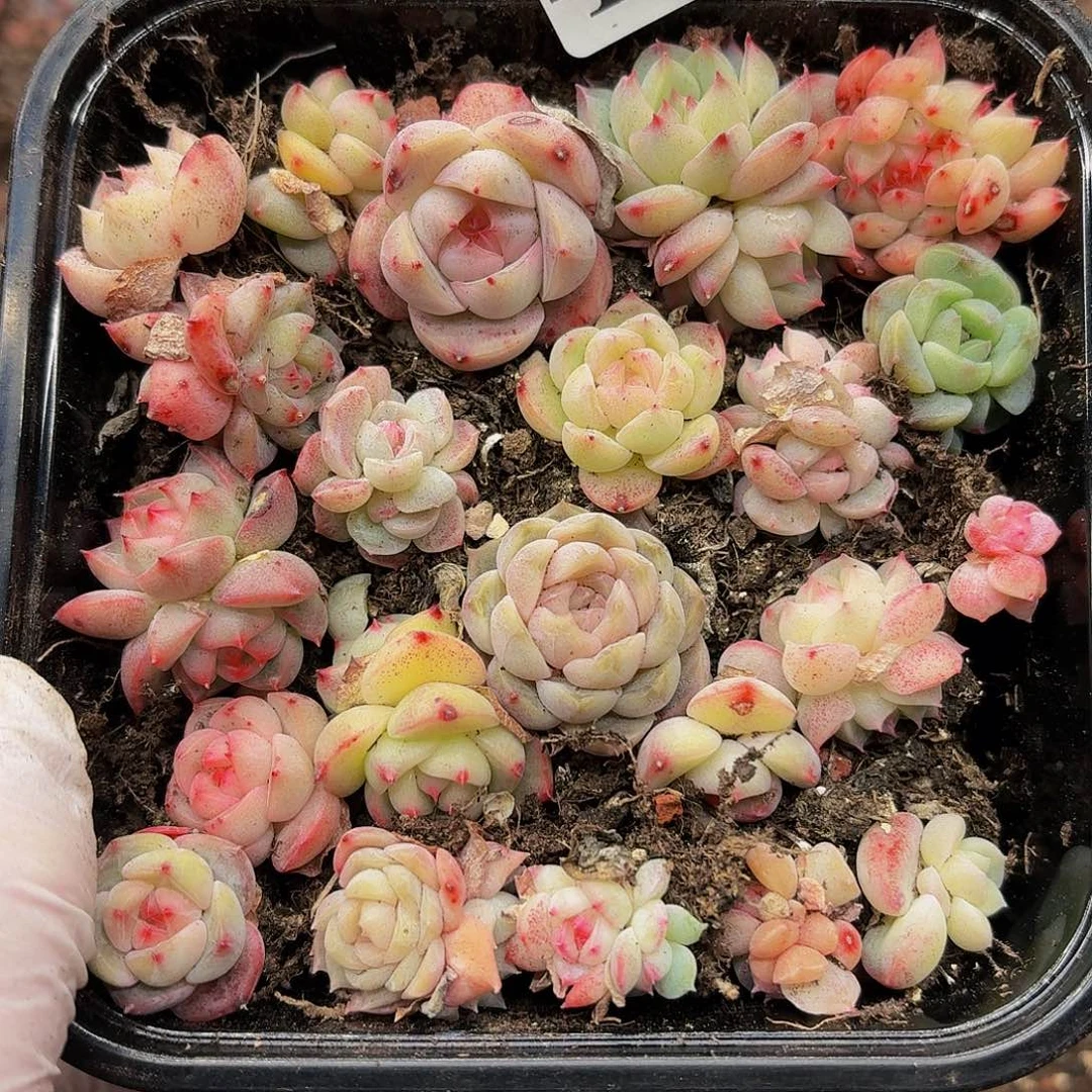 多肉植物多肉植物49