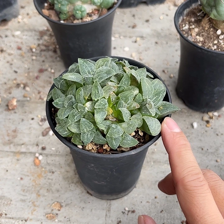无花朵实生磨面寿