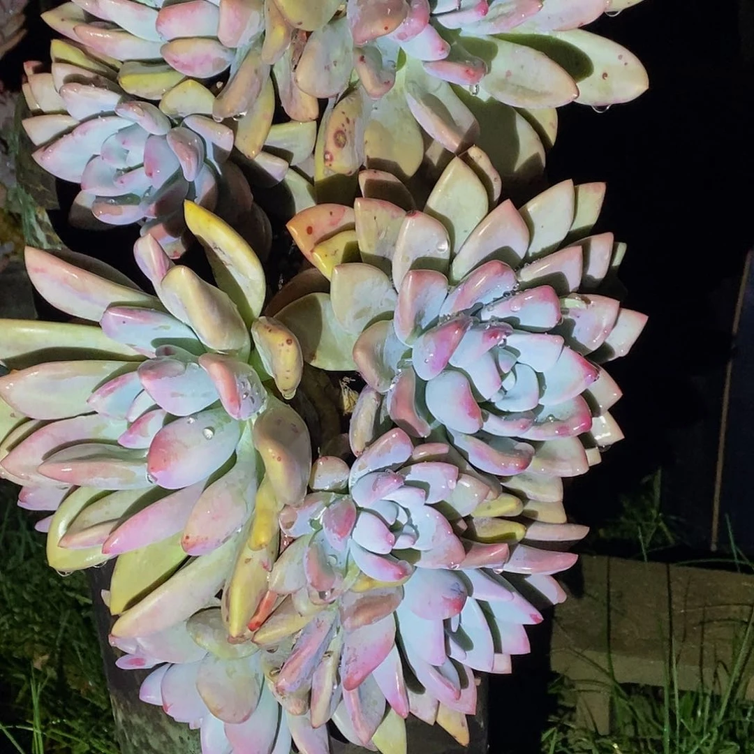 用****4奥普琳娜多肉包邮到家