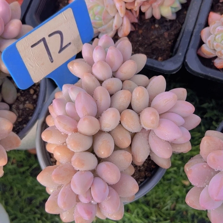 健健康康平平安安