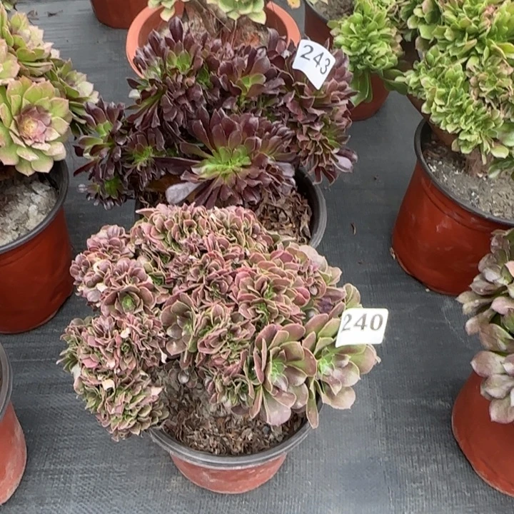 群***活多肉植物两棵240243