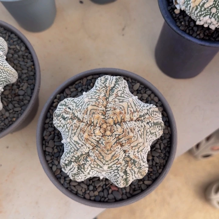 有疤捡漏12cm超大海星5棱v