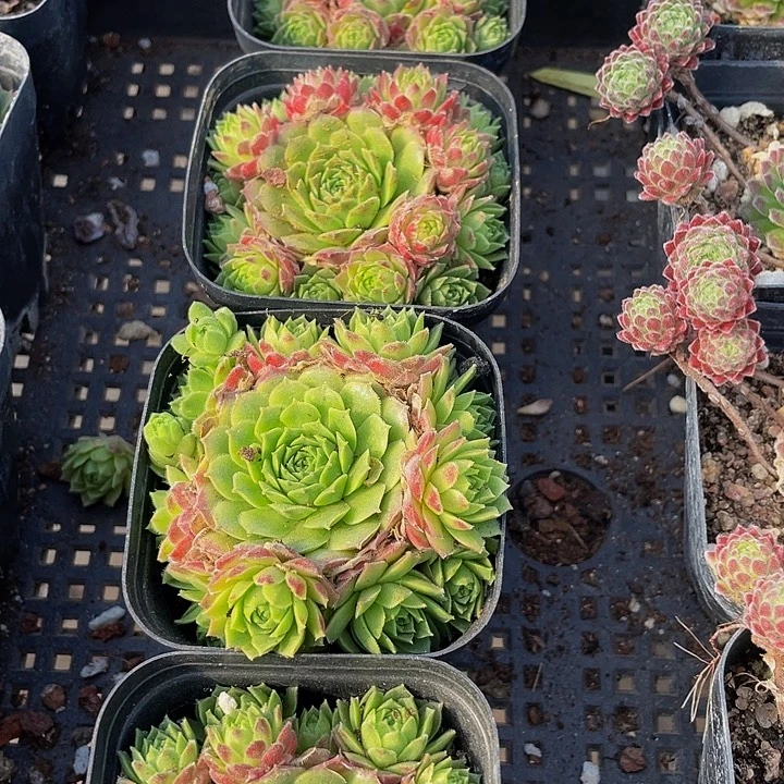 爱德华球带盆土发货