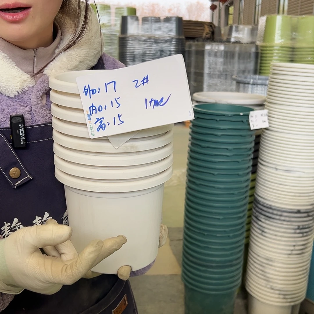 四季盆2#白色10个无托