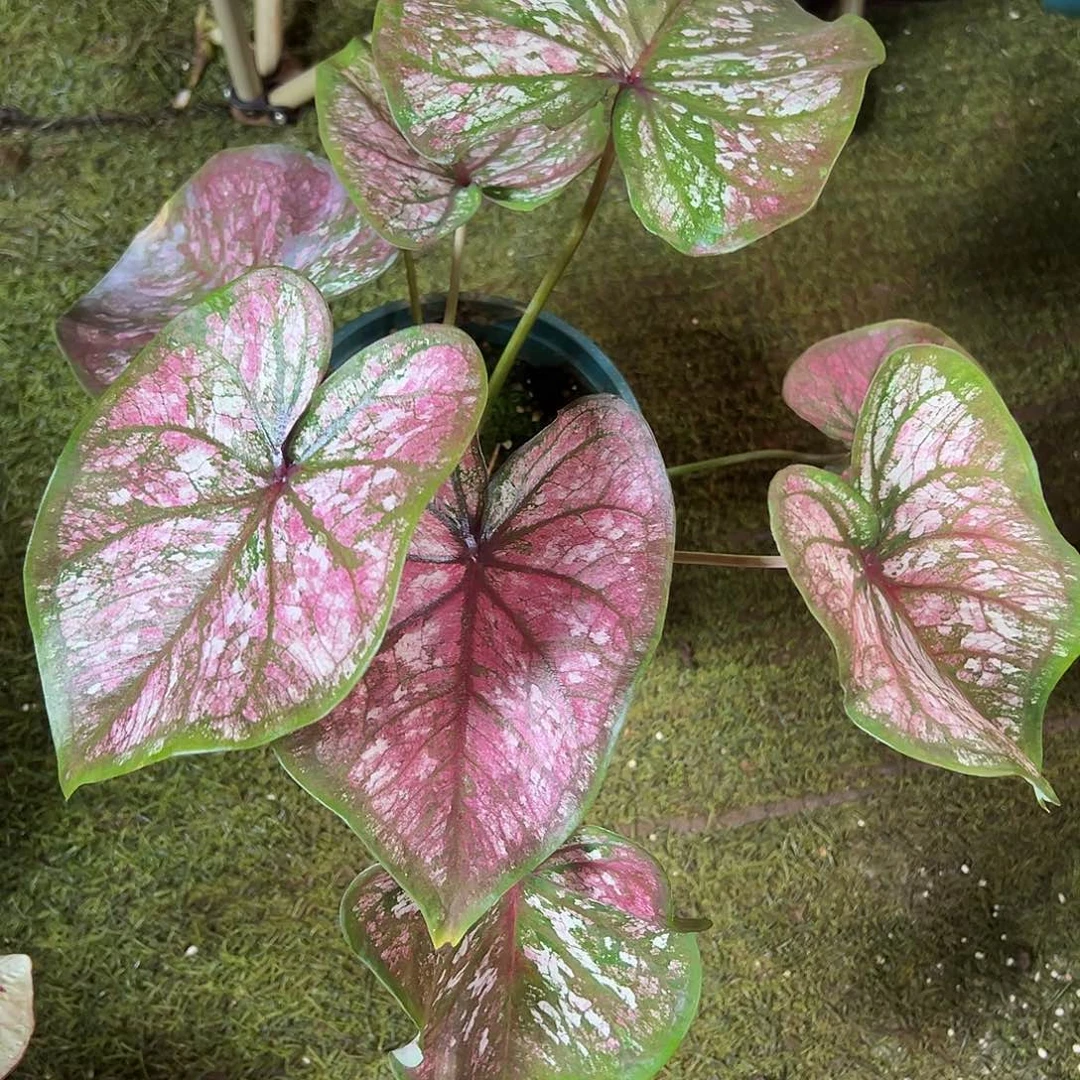 无花朵粉莫奈泰彩63