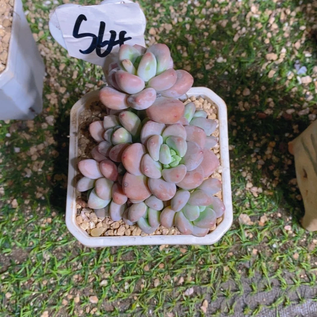 i***L红洛神小群多肉植物