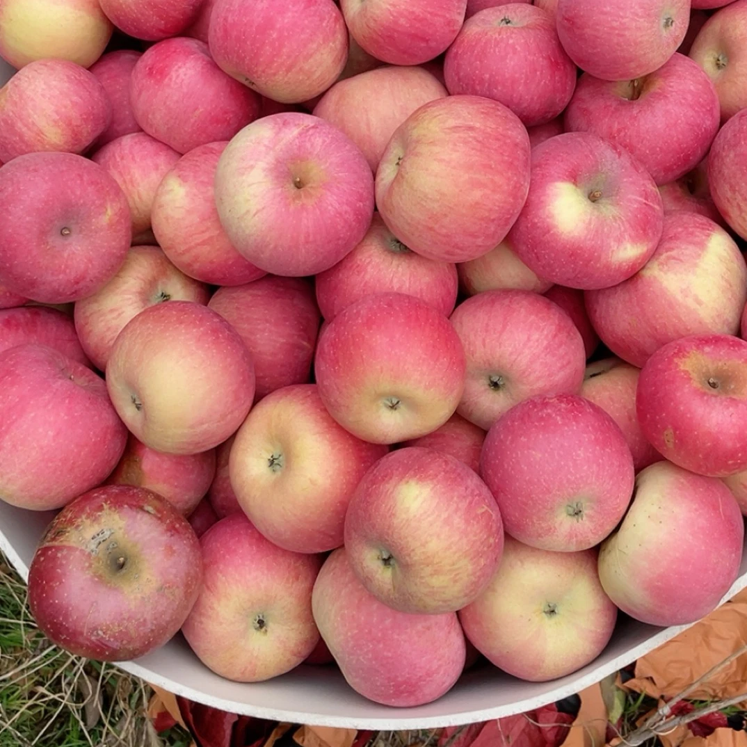 绥中应季红钱苹果，脆甜多汁现摘现发