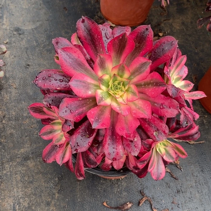 美杜莎21多肉植物法师法师