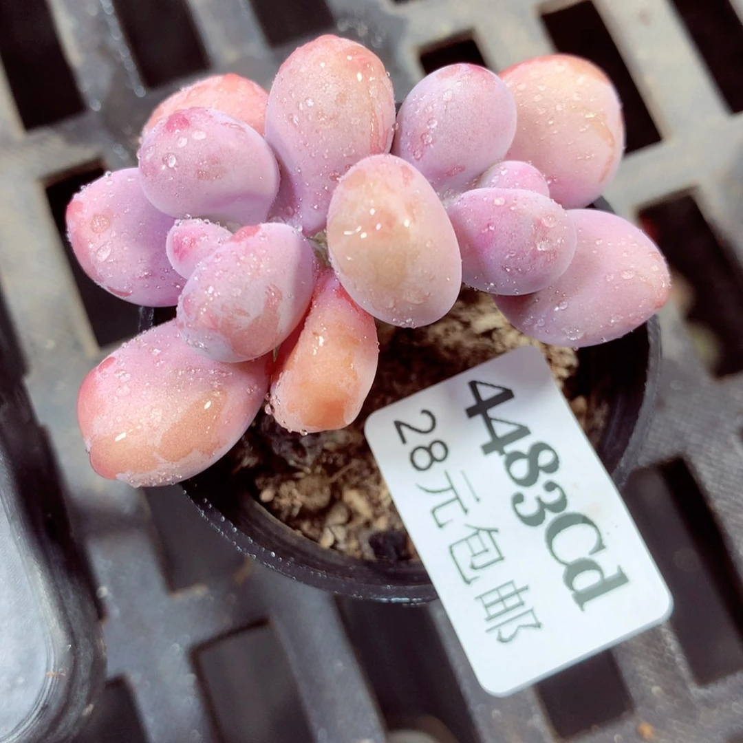 5厘米盆精控多肉4483