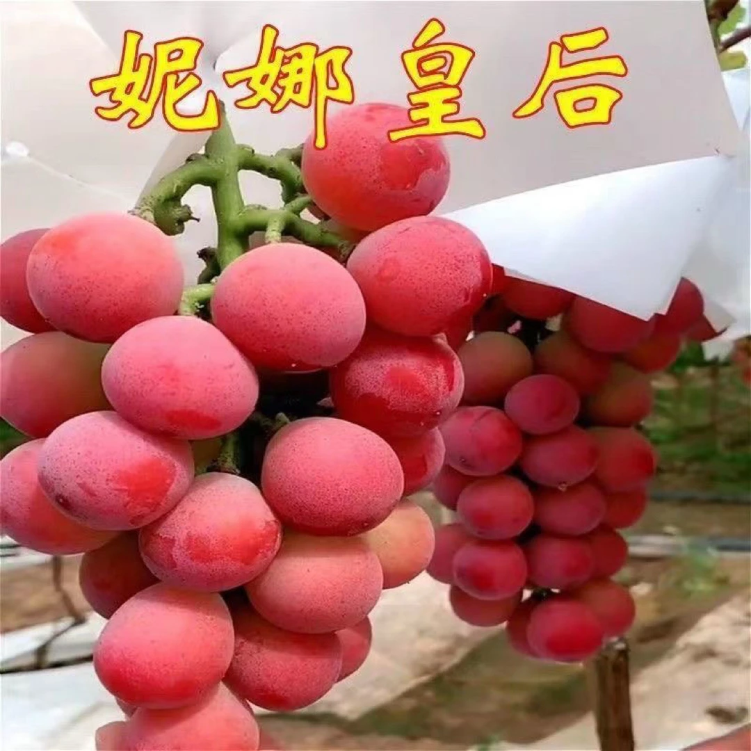 新鲜无籽妮娜皇后葡萄树苗