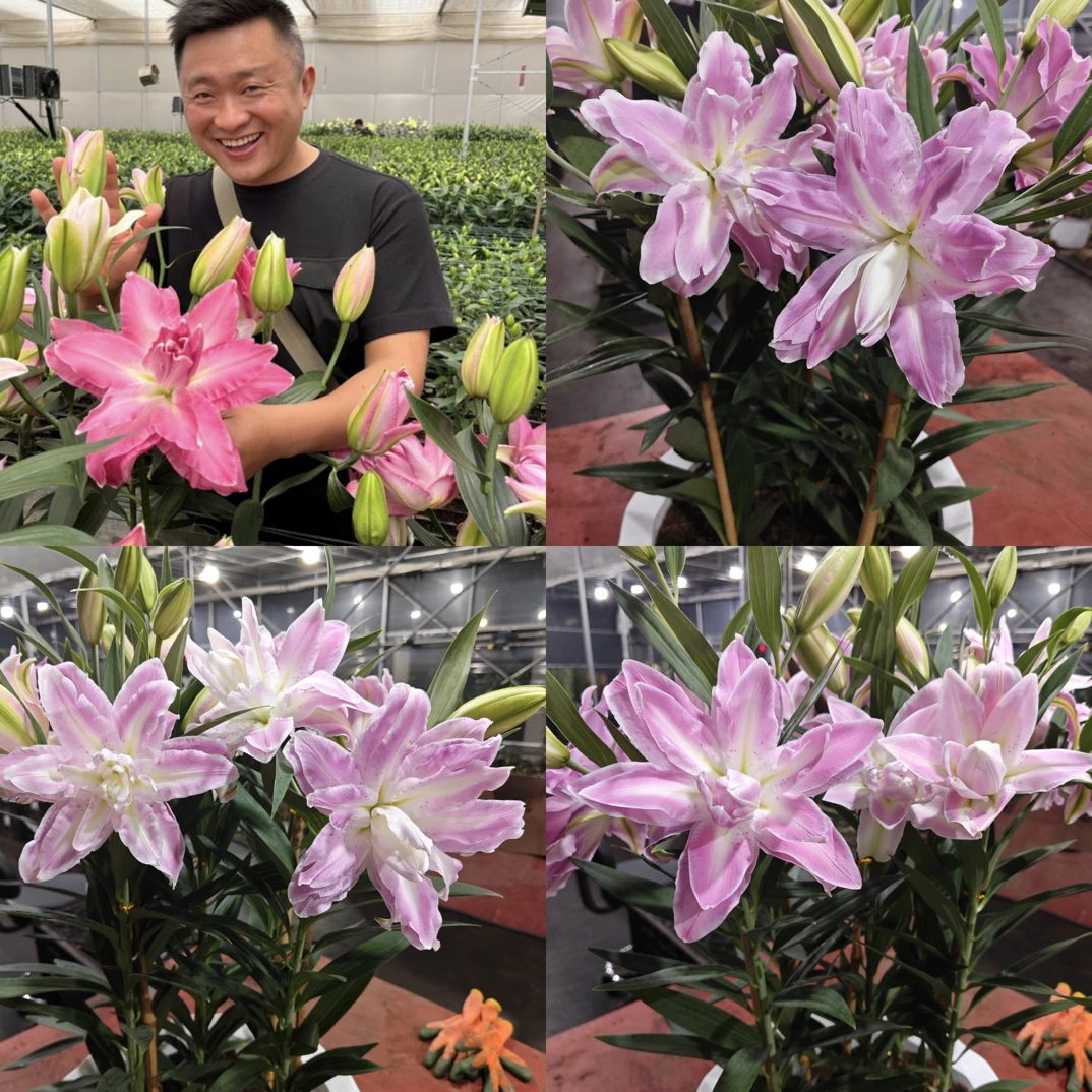 《莲花喜悦周长16/18cm》进口重瓣香水百合种球1颗