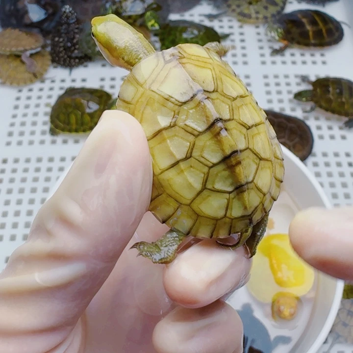 P***n母宠物龟22222222222