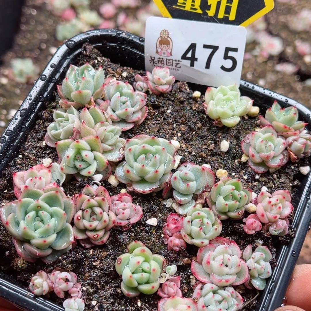 多肉植物多肉植物