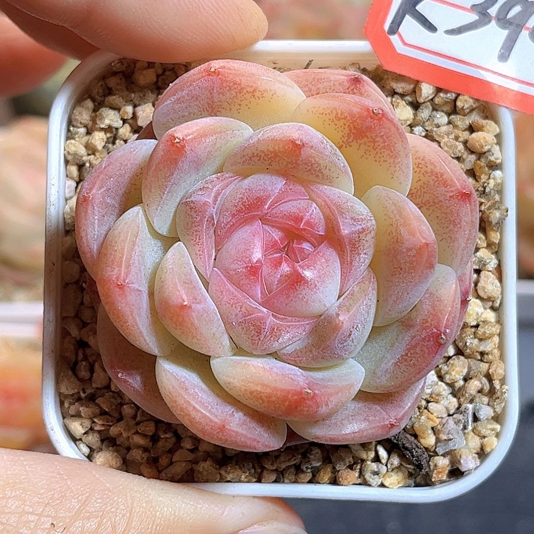 K394 新品珍妮 满18包邮