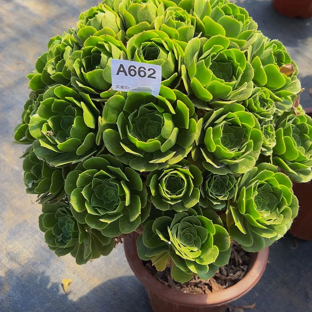 无花朵662绿法师发货