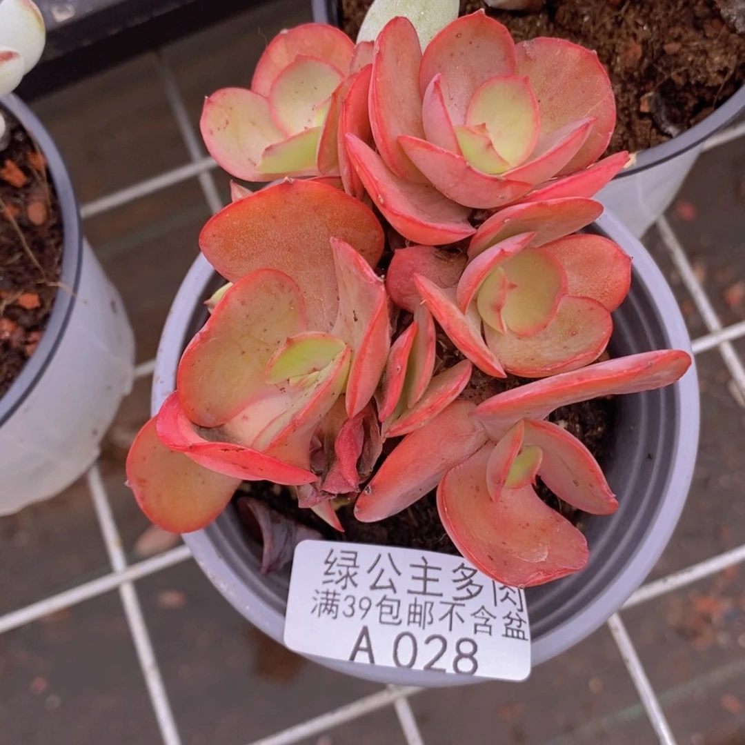 秀妍6cm028多肉植物