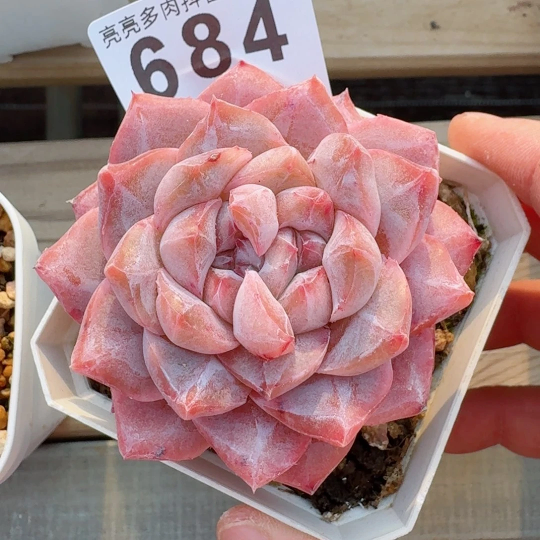 陈*师双心         精品多肉