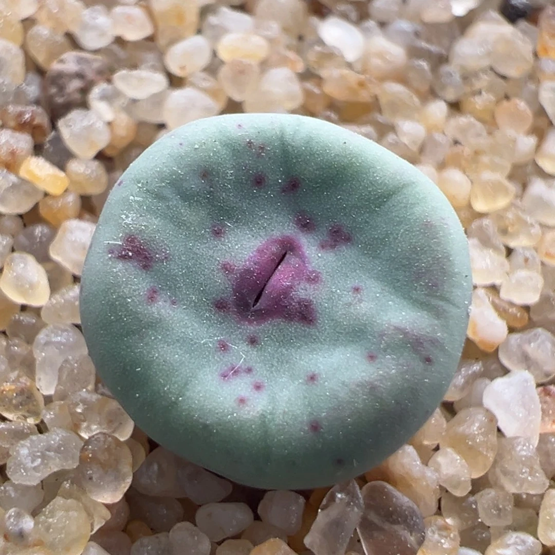 816。ts427红嘴优选