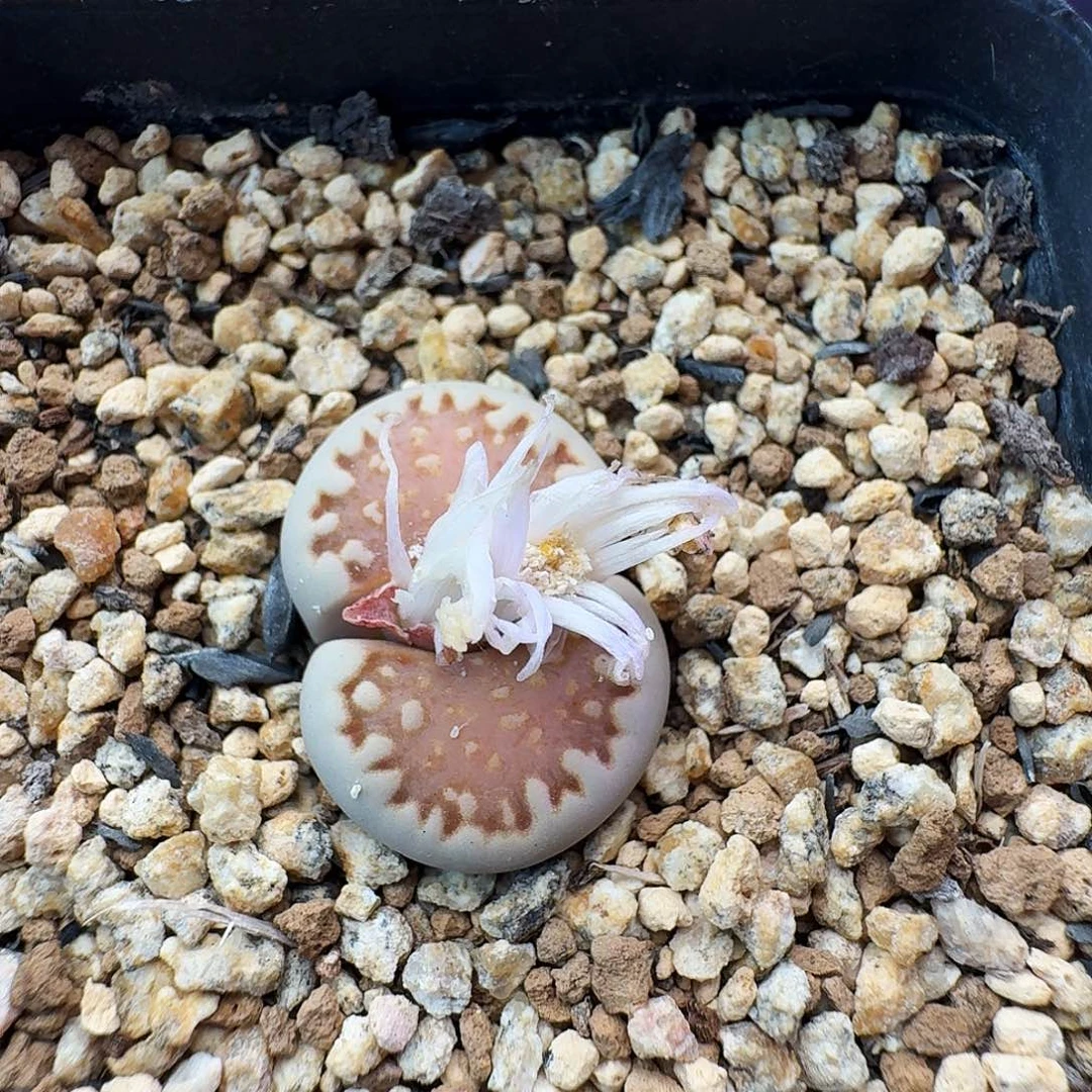 多肉植物福利清盒66