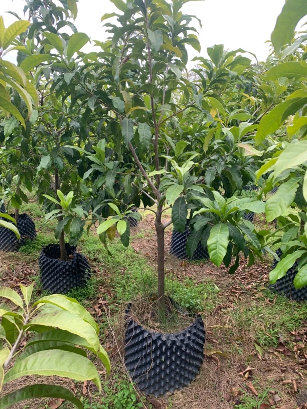 广东正宗蛋黄果苗树苗带果发货鸡蛋果苗四季种植当年结果