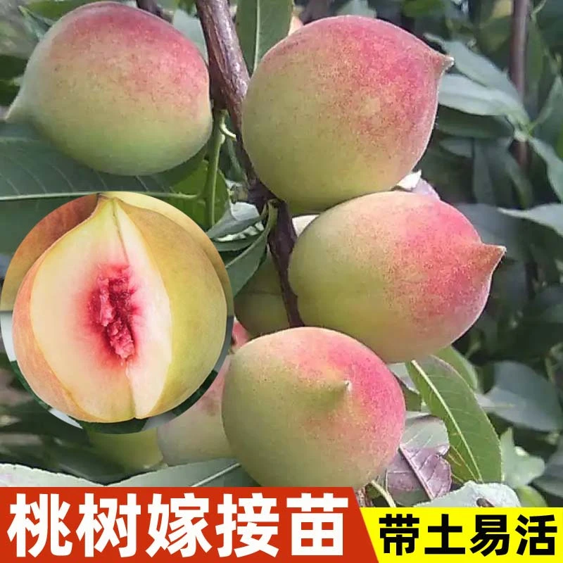 桃树果苗广东连平鹰嘴桃树果苗嫁接桃子苗树南北方种植带土发货