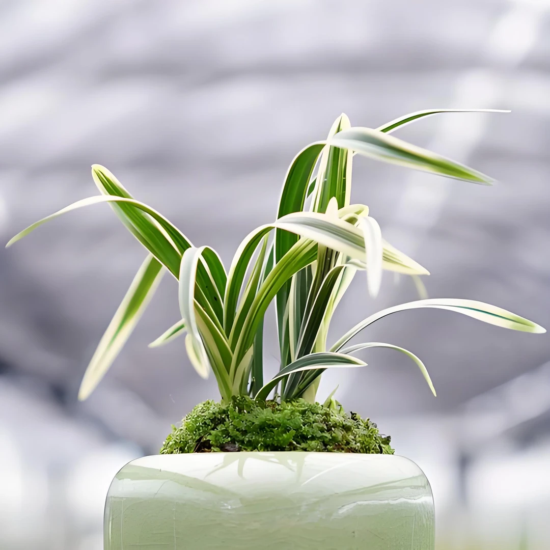 矮种金边小兰花建兰四季开花好养活室内浓香型花卉盆栽